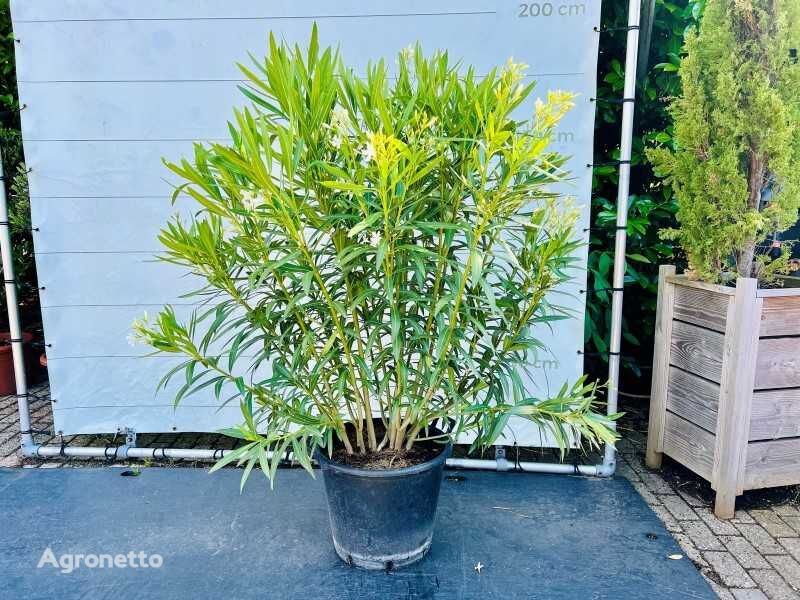 arbuste d'ornement oleander wit 160cm incl pot
