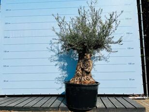 jeune arbre fruitier olijfboom. stamomvang 100 - 120 cm