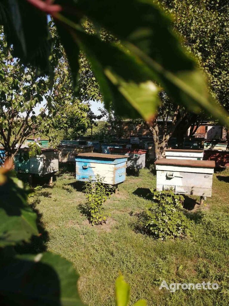 Je vendrai des colis d'abeilles, région de Poltava