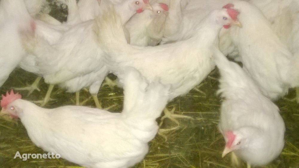 Une ferme avicole vendra des poulets + livraison gratuite